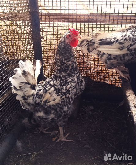 Пушкинские Куры семья 4+1