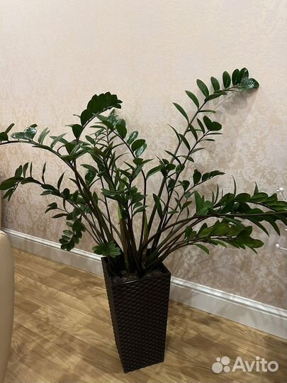 Замиокулькас