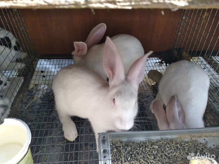Крольчатах с крольчатами