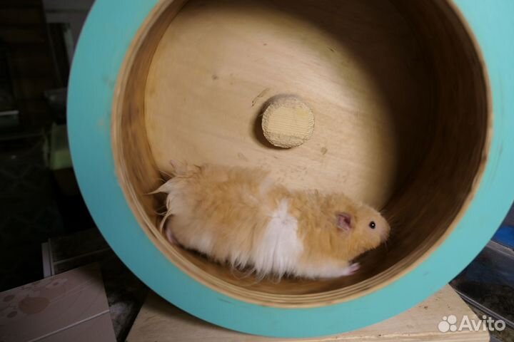 Ручные хомяки Ангорские сирийские сатиновые видео