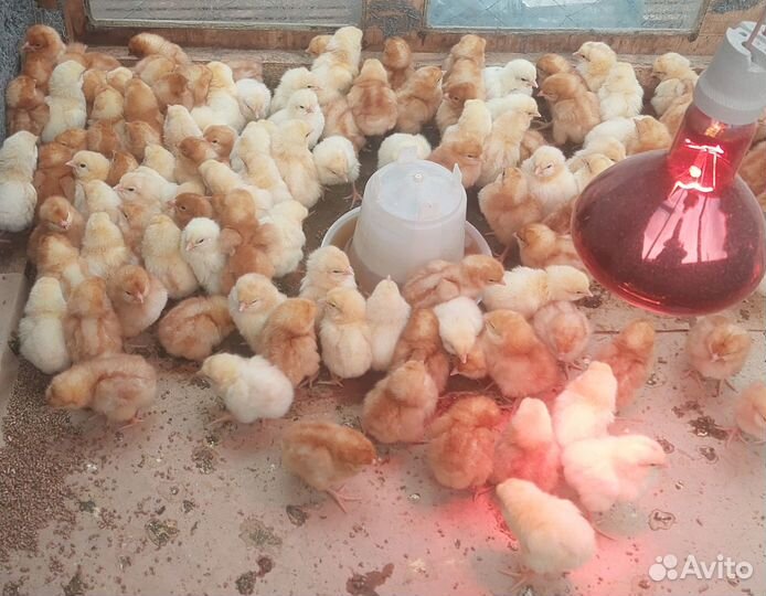 Цыплята недельный несушки ломан браун