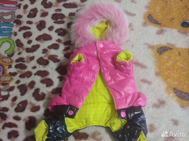 Костюм для чихуа