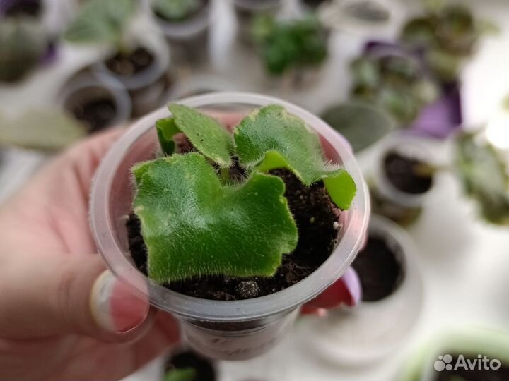 Детки фиалок