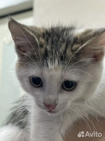 Котенок в добрые руки