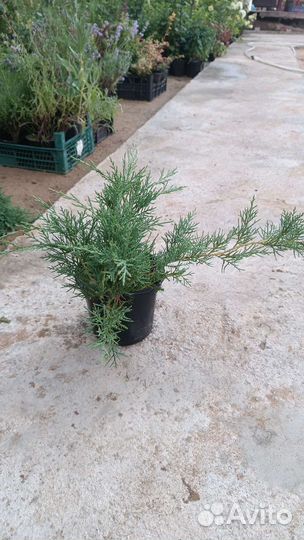 Мозжевельники