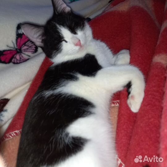 Котенок.подросток