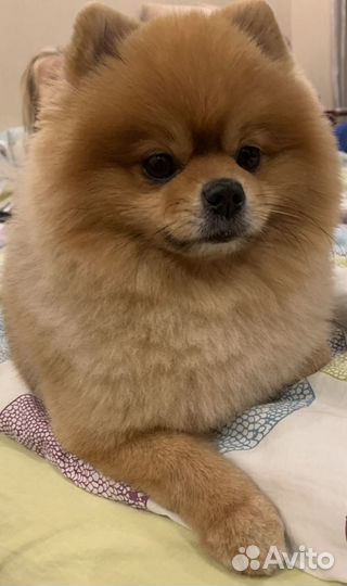 Померанский шпиц вязка кобель