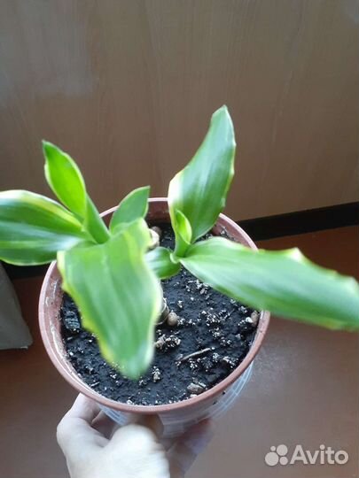 Драцена душистая