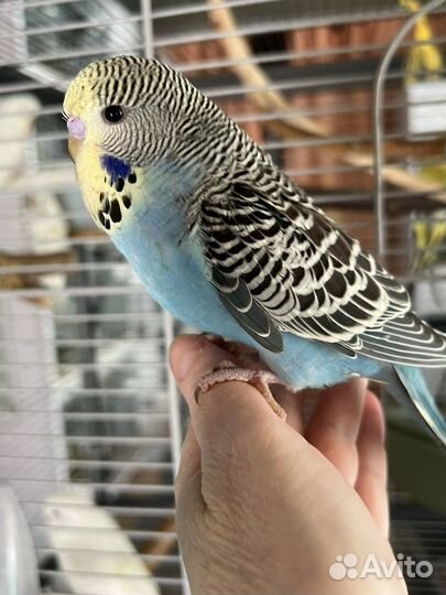 Выставочные волнистые попугаи птенцы