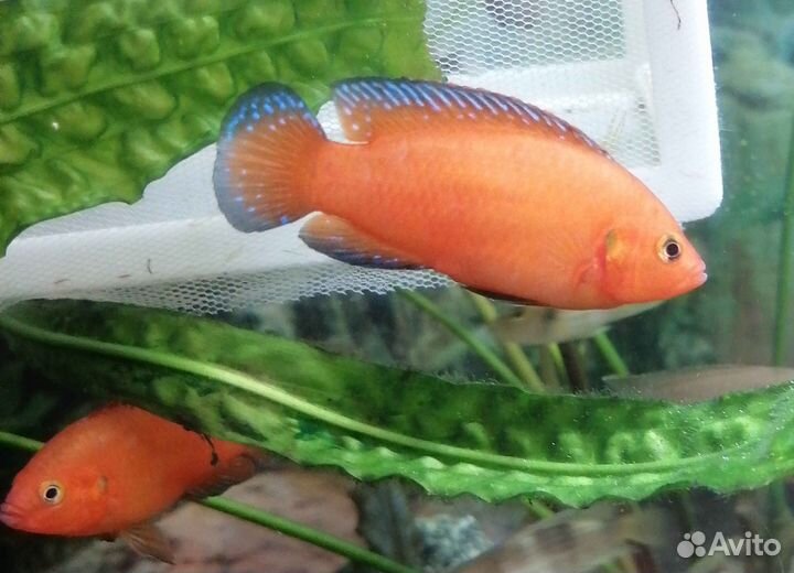 Hemichromis exsul подростки