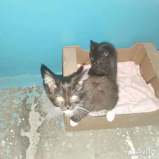 Кошка в дар