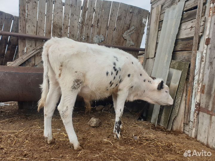 Телята бычки