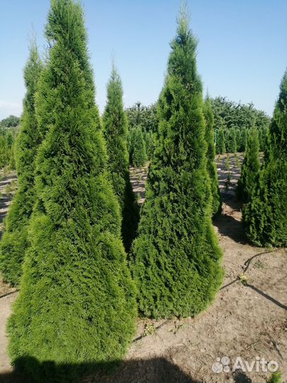 Туя смарагд 3м