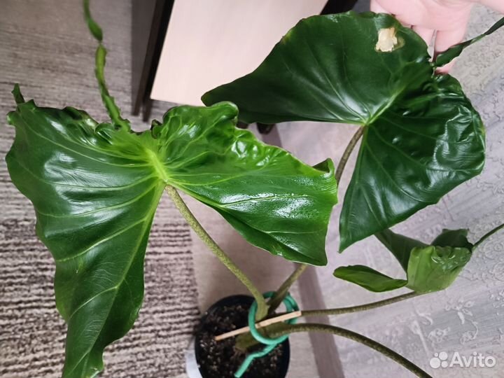 Алоказия стингрей