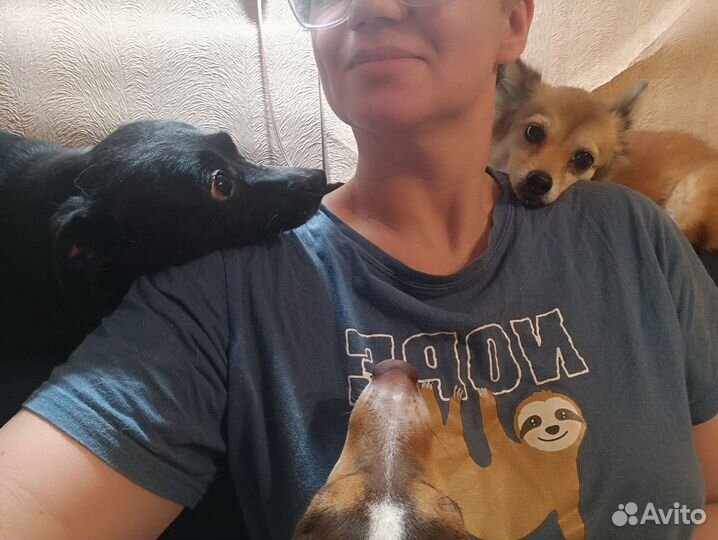 Помощь приюту лнр