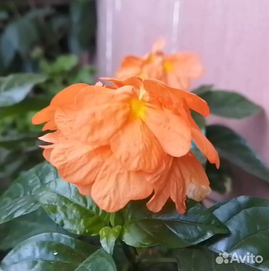 Кроссандра