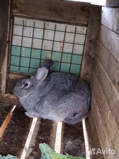 Кролики советская шиншилла