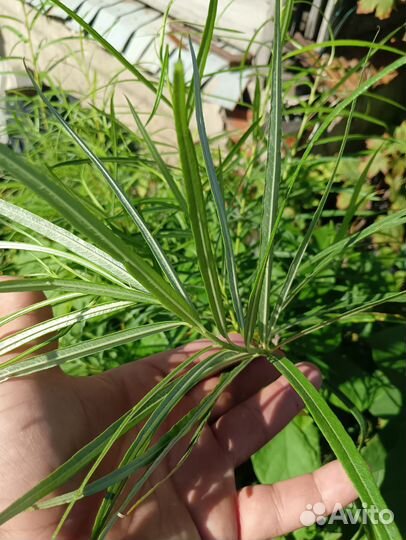 Саженцы клён фламинго,вишня войлочная, миндаль,ива