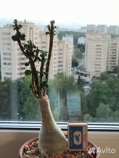 Адениум Mini Bodhidharma