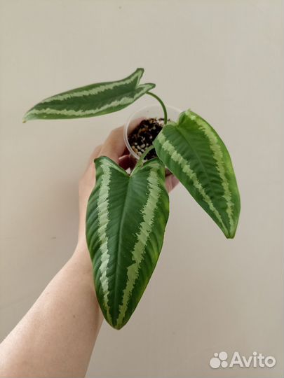 Schismatoglottus Walichii/ Шизматоглоттис Воллича