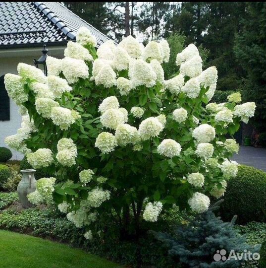 Гортензия метельчатая в ассортименте