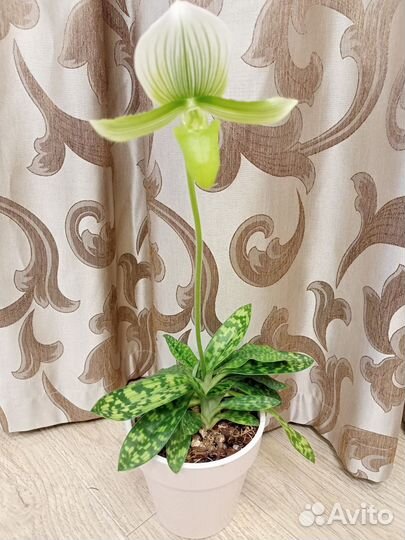 Орхидея венерин башмачок