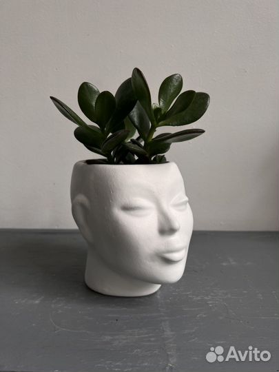 Цветок денежное дерево