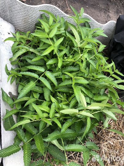 Тибетская малина