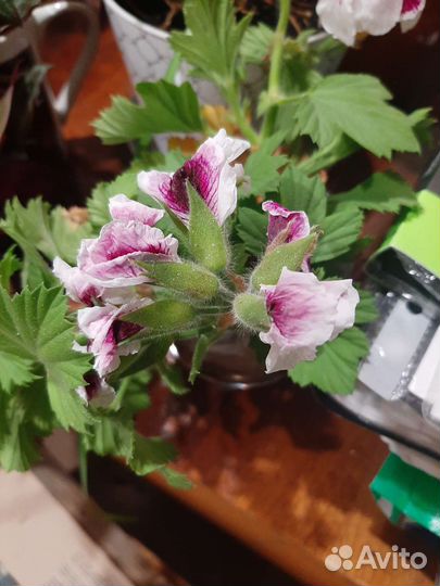 Пеларгония герань