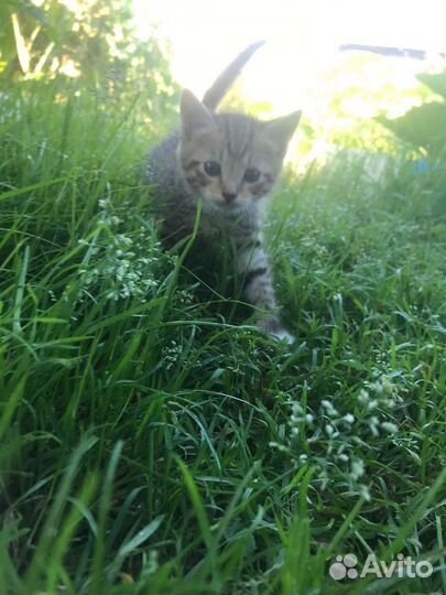 Котята в добрые руки бесплатно