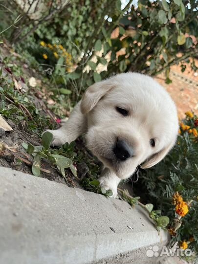 Лабрадор ретривер