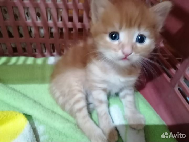 Котята