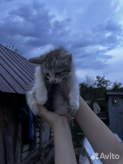 2 котенка