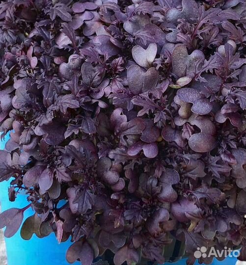 Семена для микрозелени кольраби руколы