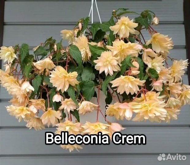 Бегония ампельная