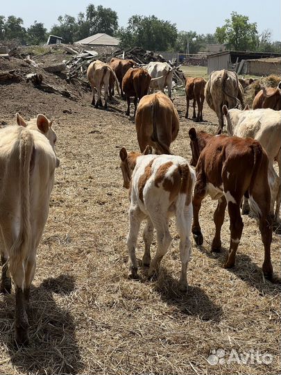 Продаша скота