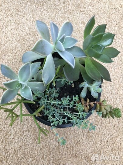 Суккуленты