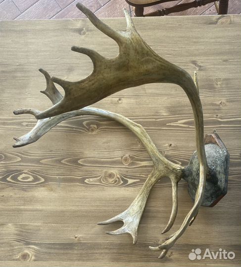 Рога оленя