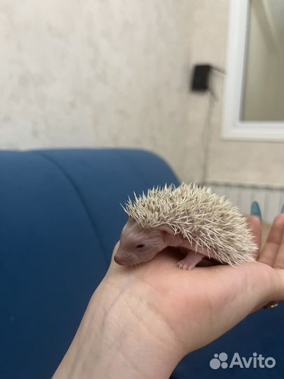 Африканский карликовый еж