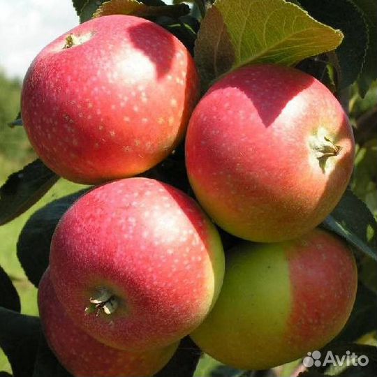 Саженцы яблони Моди М-9