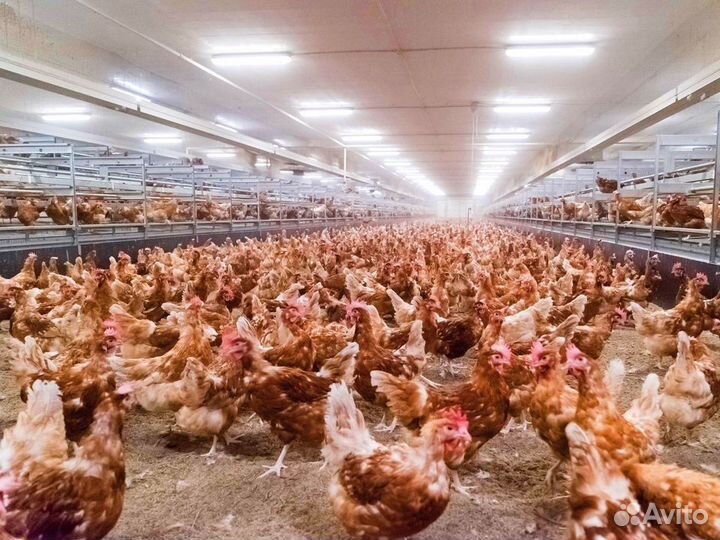 Куры несушки