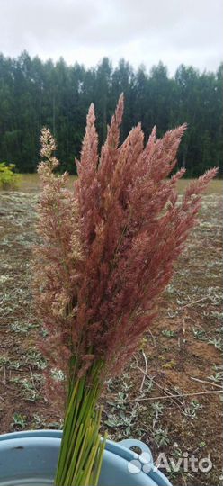 Пампасная трава 30 шт букет