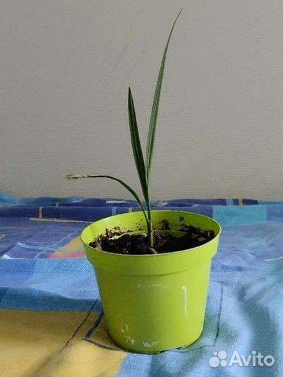 Пальма юкка, финиковая пальма