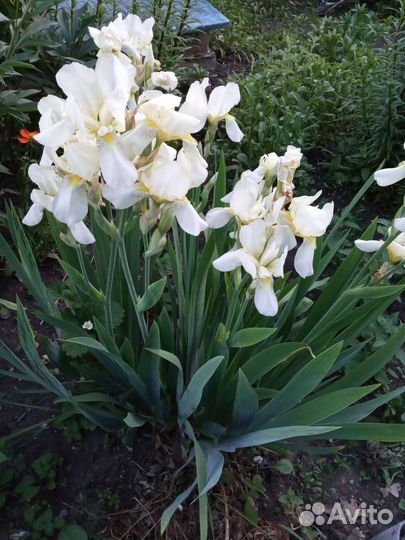 Ирисы разных цветов