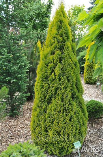 Туя Брабант