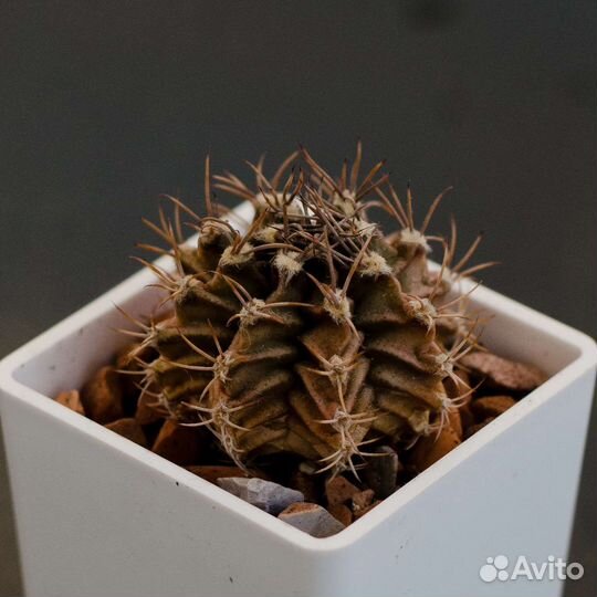 Кактус Gymnocalycium mihanovichi v stenogonum