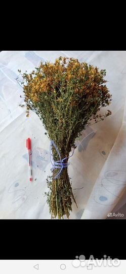 Трава зверобой