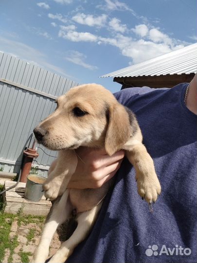 Щенки русской гончей