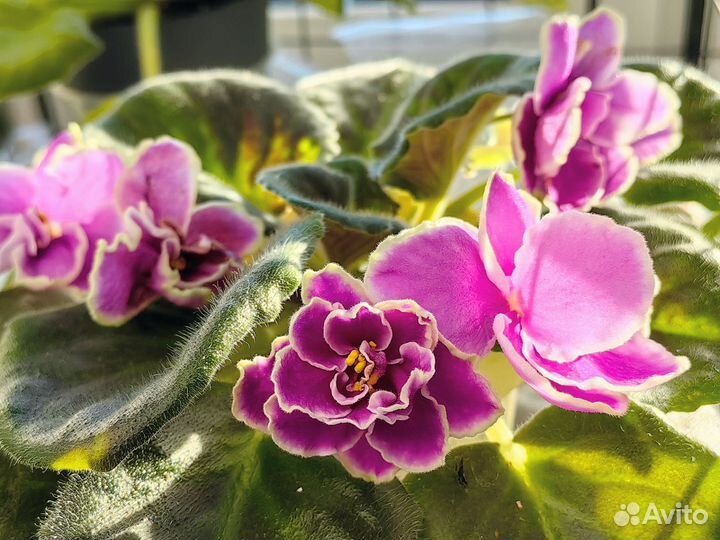 Сортовые фиалки