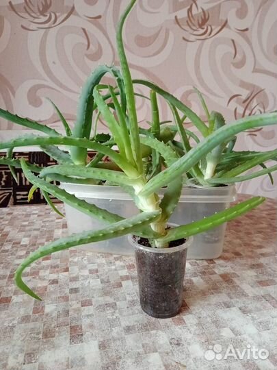 Алоэ лечебный